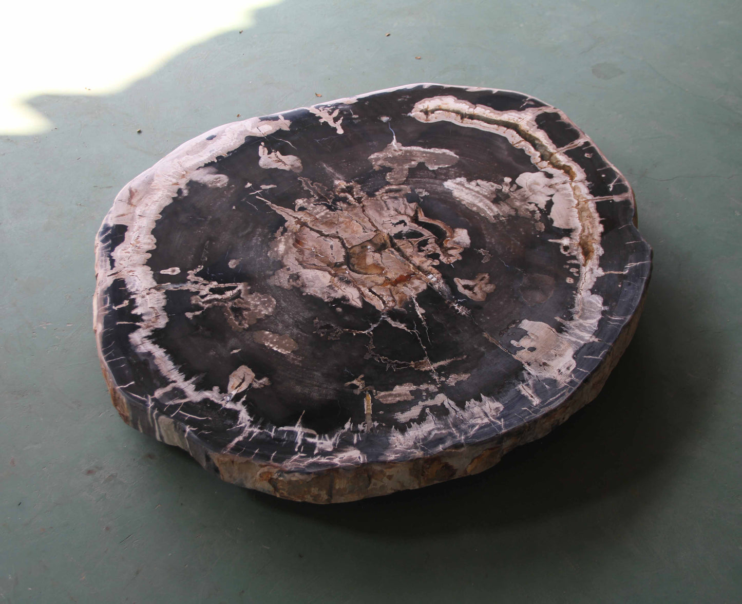 Petrified Wood Slab Coffee Table - 34" x 29"x 2"H - PFT0439/24-5