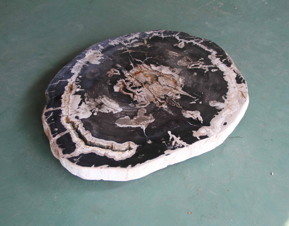 Petrified Wood Slab Coffee Table - 34" x 29"x 2"H - PFT0439/25-6