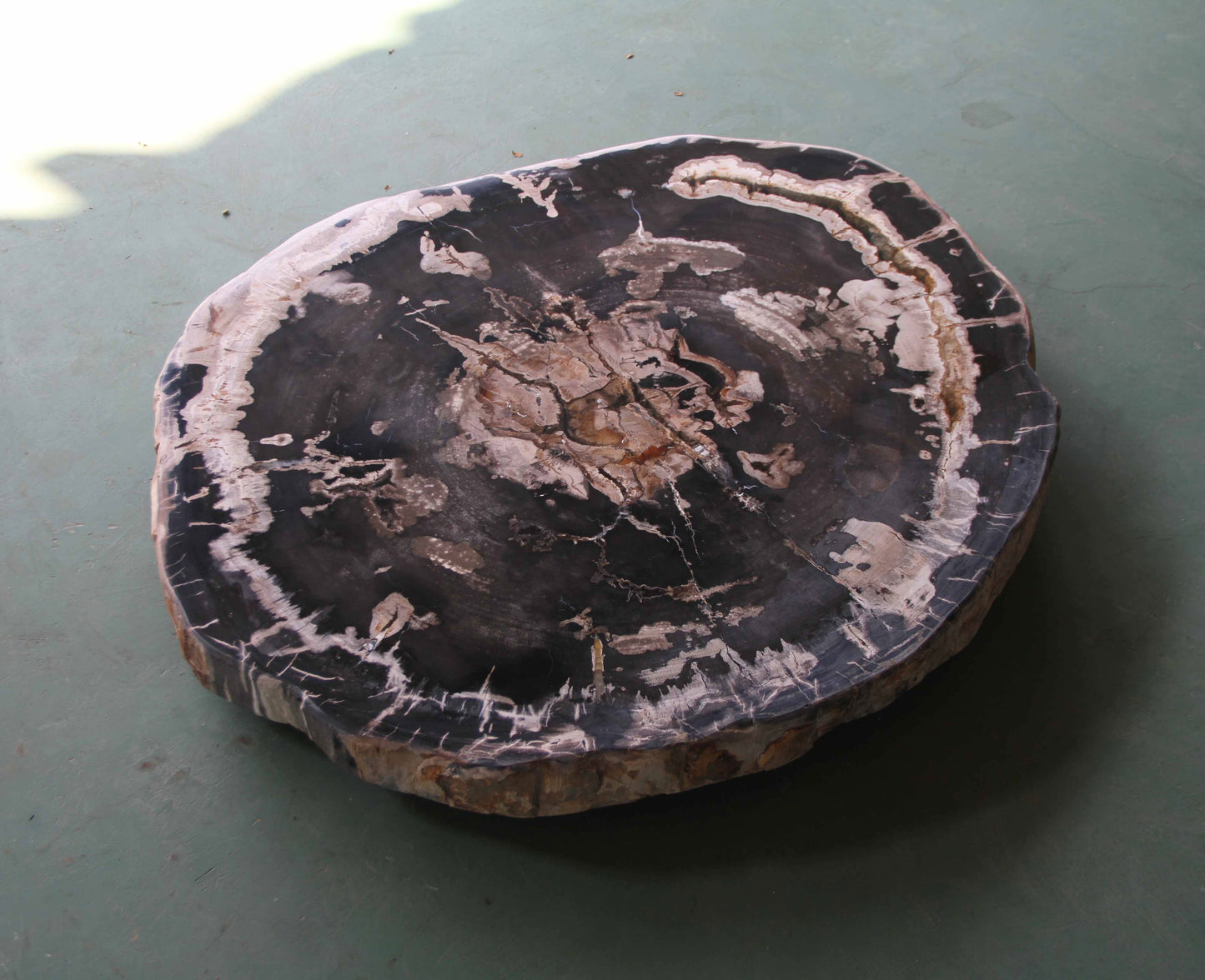 Petrified Wood Slab Coffee Table - 34" x 29"x 2"H - PFT0439/23-4