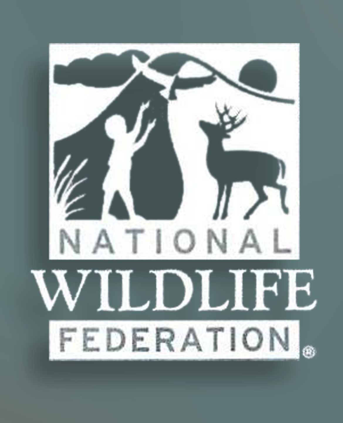 Roost Save the Polar Bear Ornaments with NWF Tag - Set Of 3-7