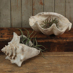 Cement Cast Clam Shell - Antique White - Set Of 2 By HomArt