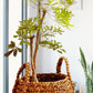Roost Plantana Baskets - Set Of 2-3