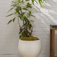 Bosky Pot By Accent Decor | Planters, Troughs & Cachepots | Modishstore - 7