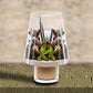 Roost Modern Glass Angle Footed Terrariums-6