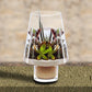 Roost Modern Glass Angle Footed Terrariums-6