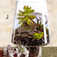 Roost Modern Glass Angle Footed Terrariums-7
