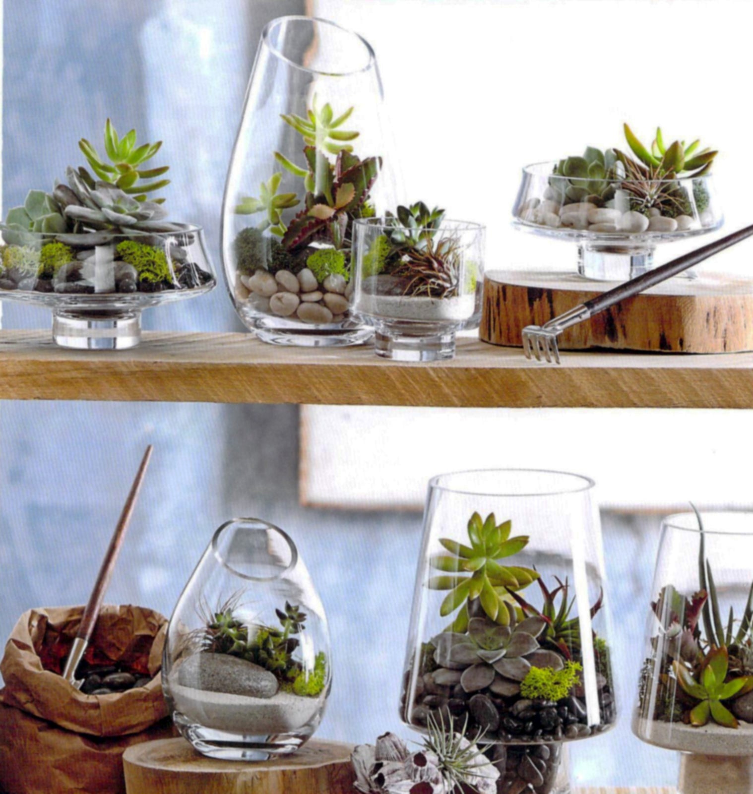 glass plant terrariums Modern Glass Angle Footed Terrariums – Modish Store