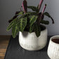 Anders White Terracotta Pot By Accent Decor- 2 sizes | Planters, Troughs & Cachepots | Modishstore - 7