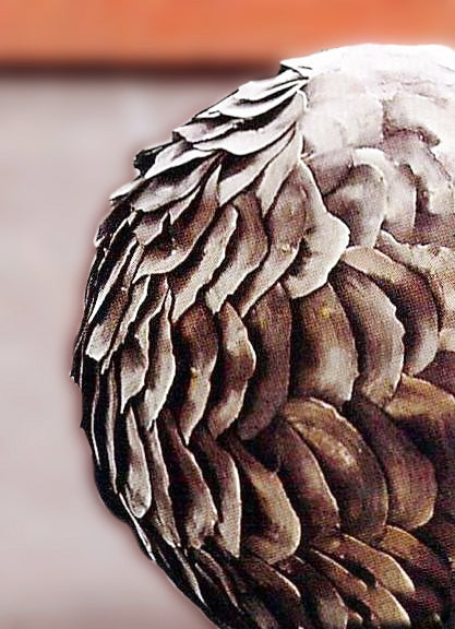 Roost Scalloped Wood Spheres-14
