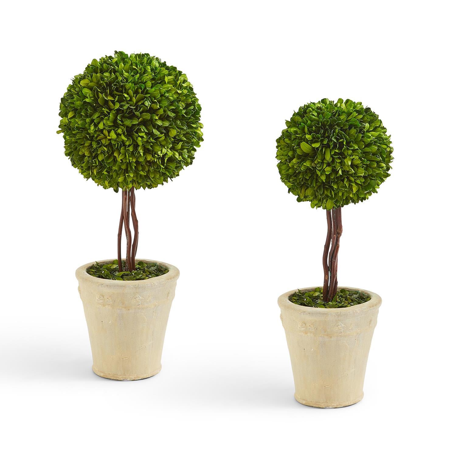 Preserved Boxwood Ball Topiary in Planter Set Of 2 By Two's Company | Planters, Troughs & Cachepots | Modishstore