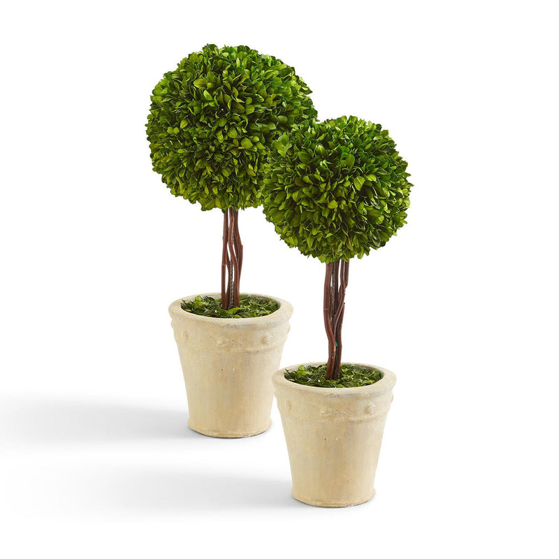 Preserved Boxwood Ball Topiary in Planter Set Of 2 By Two's Company | Planters, Troughs & Cachepots | Modishstore - 2