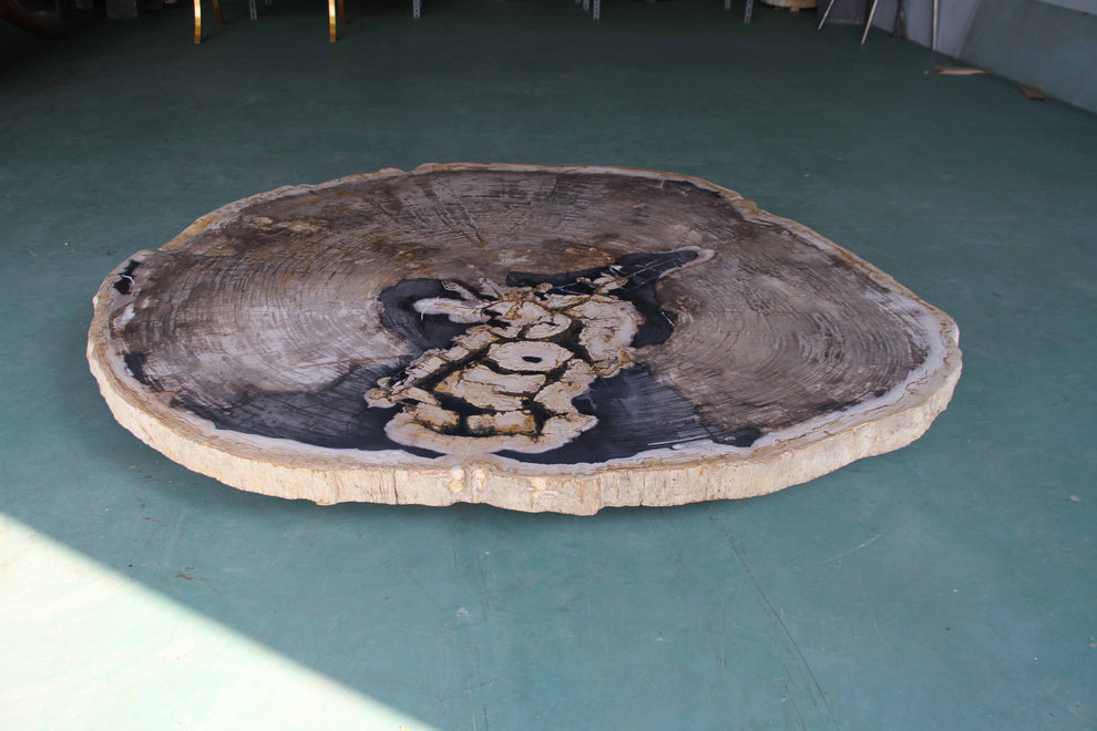 Petrified Wood  Dining Table Slab  59"x 49" x 2"(h)- PFT547/24-5
