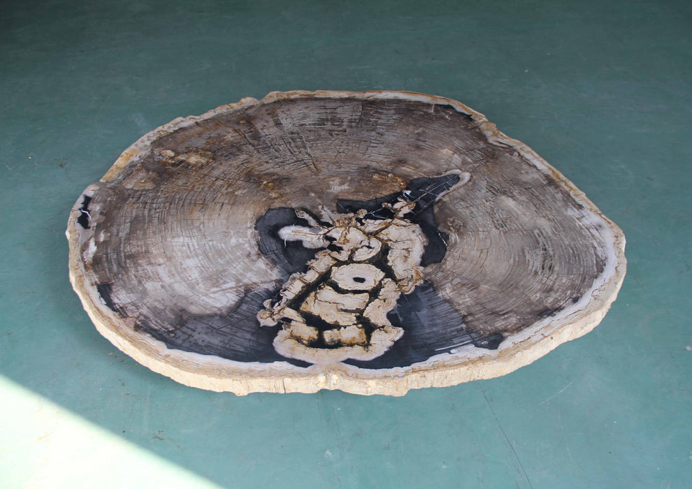 Petrified Wood  Dining Table Slab  59"x 49" x 2"(h)- PFT547/25-6