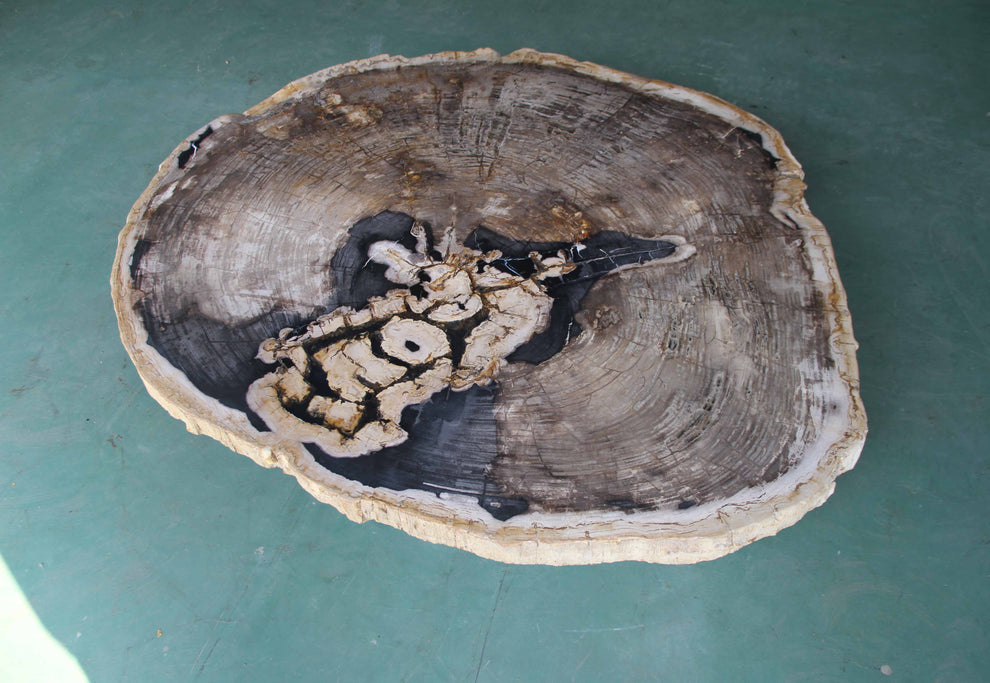 Petrified Wood  Dining Table Slab  59"x 49" x 2"(h)- PFT547/26-7