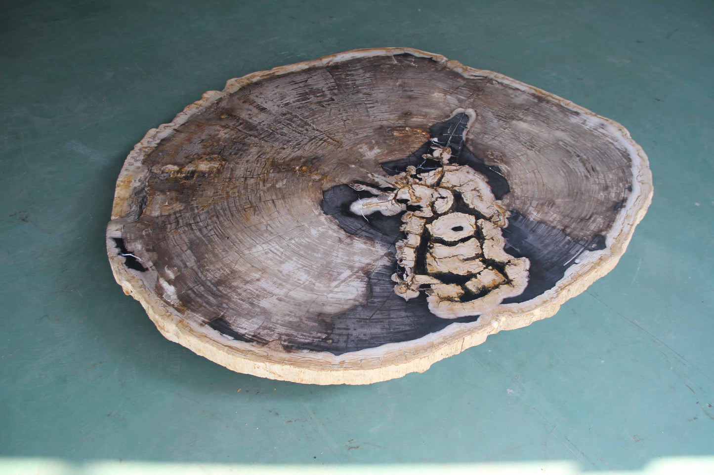 Petrified Wood  Dining Table Slab  59"x 49" x 2"(h)- PFT547/27-8