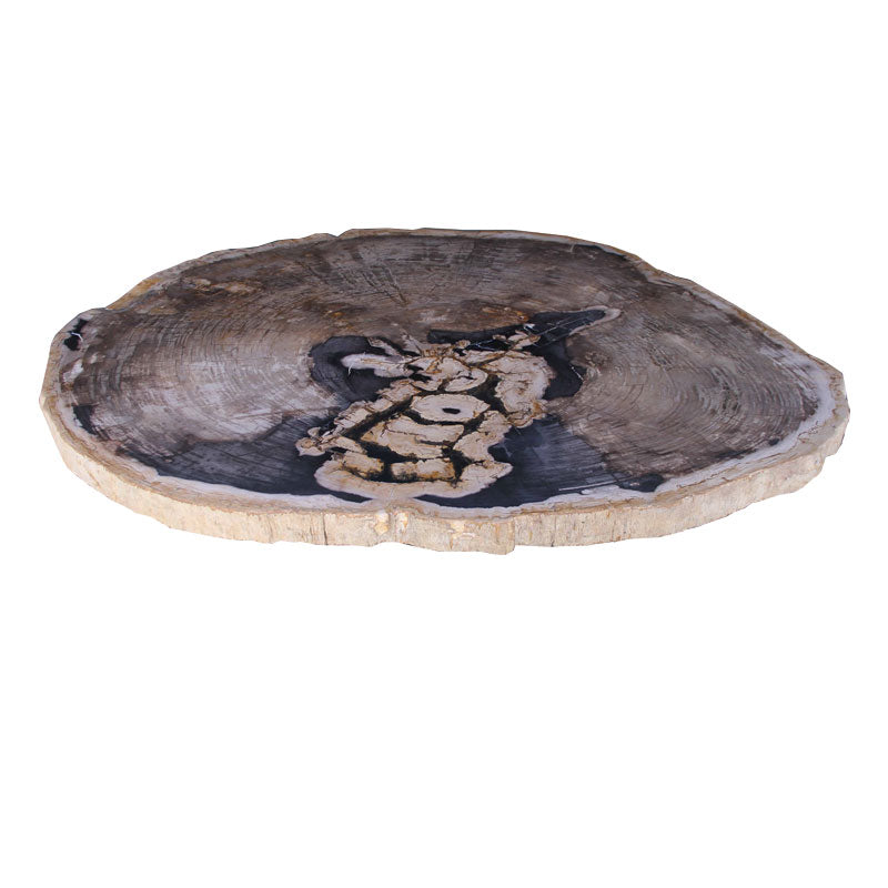 Petrified Wood  Dining Table Slab  59"x 49" x 2"(h)- PFT547/23-4