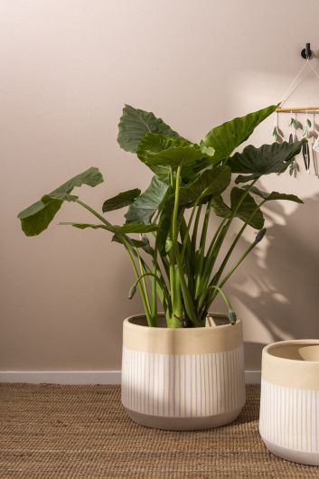 Aveline Ceramic Tan & White Striped Pot By Accent Decor- 3 sizes | Planters, Troughs & Cachepots | Modishstore - 7