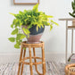 Barefoot Woven Rattan Plant Stand By Accent Decor-2 Sizes | Stands | Modishstore - 6