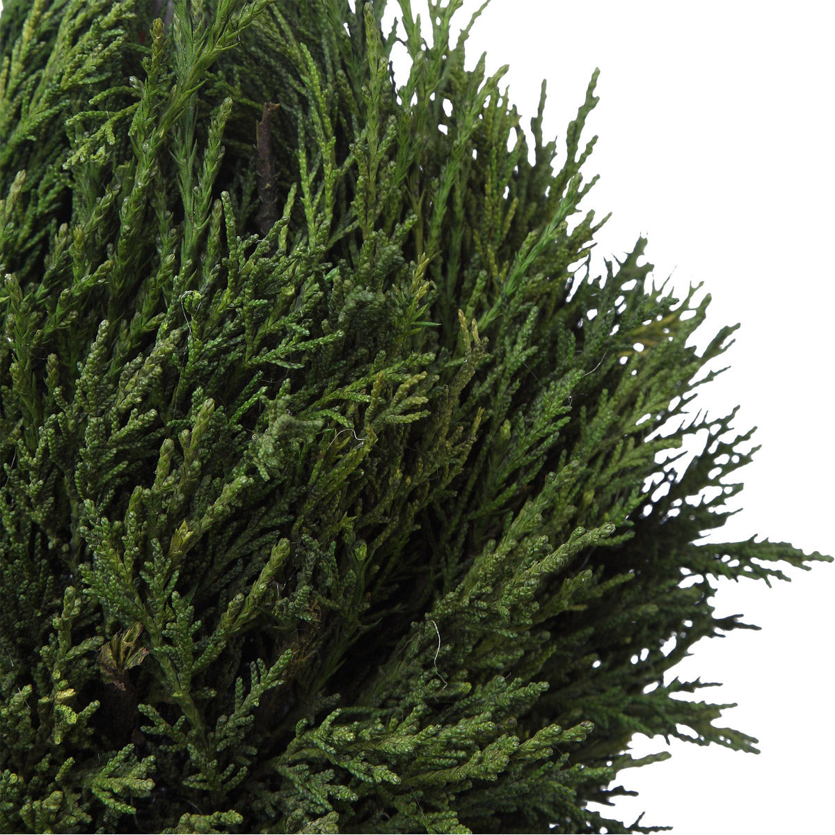 Uttermost Cypress Triple Topiary | Modishstore | Planters, Troughs & Cachepots-3