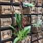 Brick Mould Rack By Accent Decor | Outdoor Planters, Troughs & Cachepots | Modishstore - 7