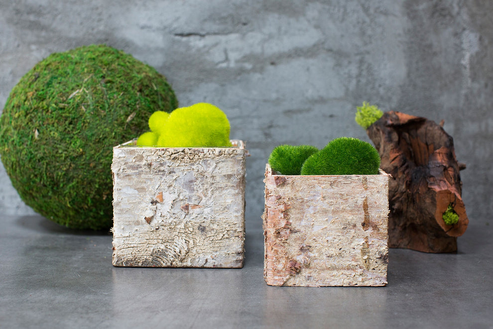 Birch Square Pots Set Of 4 By Accent Decor | Planters, Troughs & Cachepots | Modishstore - 1