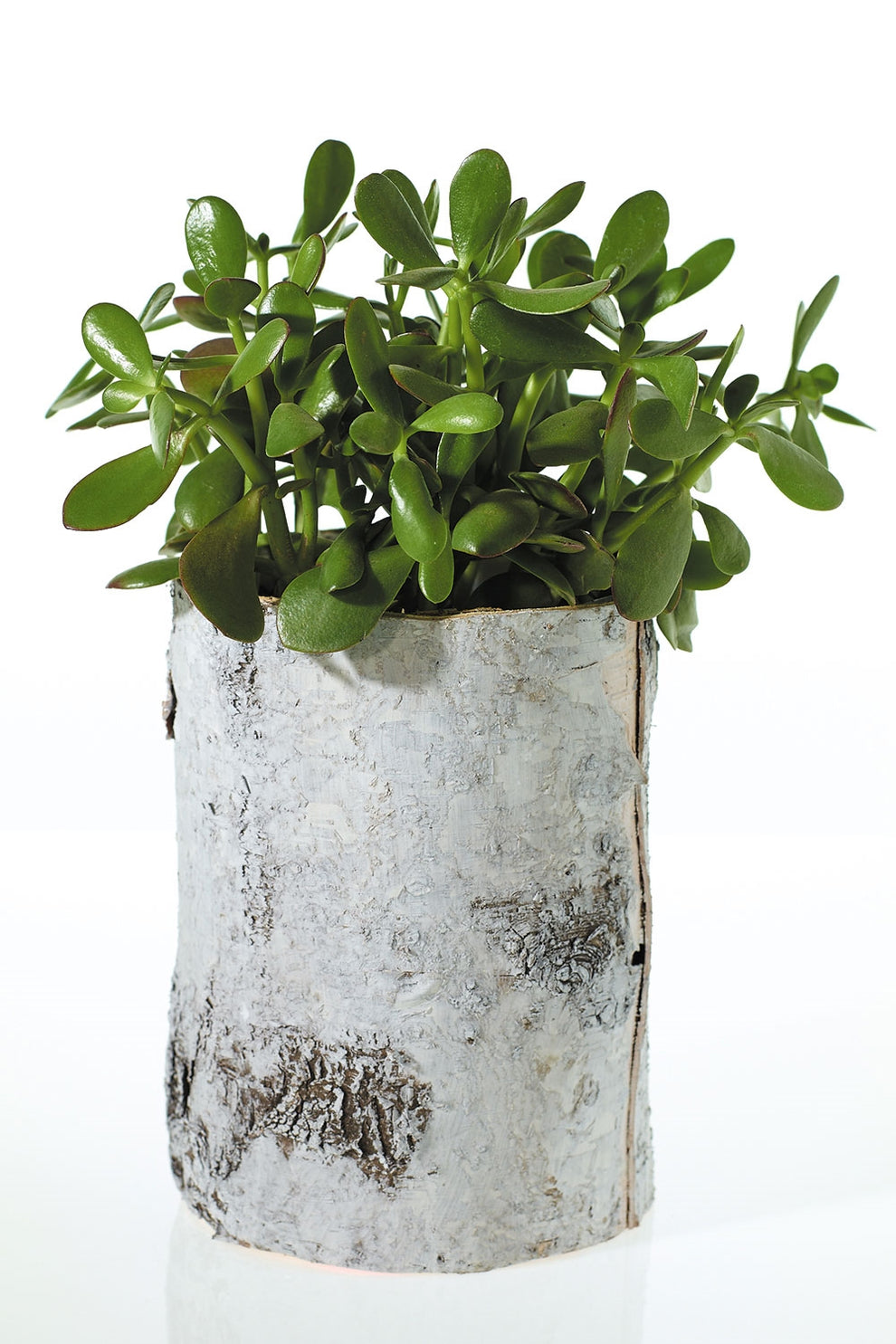 White Birch Cylinder and Bowl Set Of 4 By Accent Decor | Planters, Troughs & Cachepots | Modishstore - 8