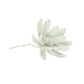 HomArt Bone China Curled Magnolia Flower - White - Set of 6-2