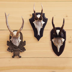 The Hunt Club Reproduction Antler Trophy Set Of 3 By Two's Company