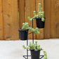 Donahue Plant Stand By Accent Decor | Planters, Troughs & Cachepots | Modishstore - 3