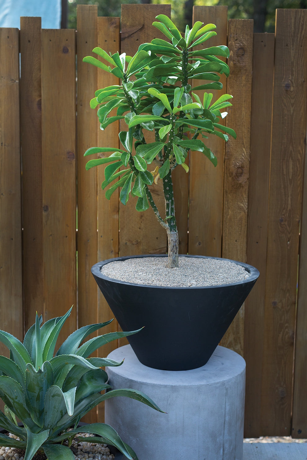 Lindi Polyfiber Pot By Accent Decor - Black/White - 2 Sizes | Planters, Troughs & Cachepots | Modishstore - 5