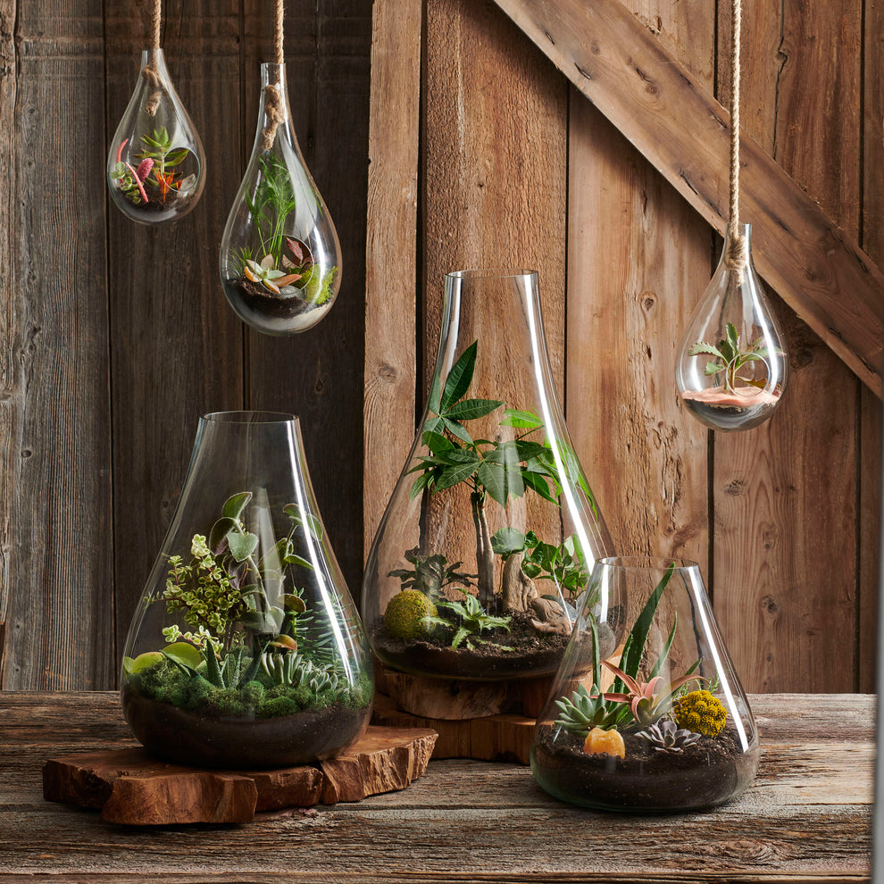 Boboli Hngng Terrarium by Texture Designideas | Glass Terrariums | Modishstore-3