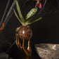 Handy Terrarium Set Of 2 By Accent Decor | Decorative Bowls | Modishstore