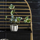Draco Gold Arch Plant Shelf Collection By Accent Decor- 3 Shelf | Stands | Modishstore - 4