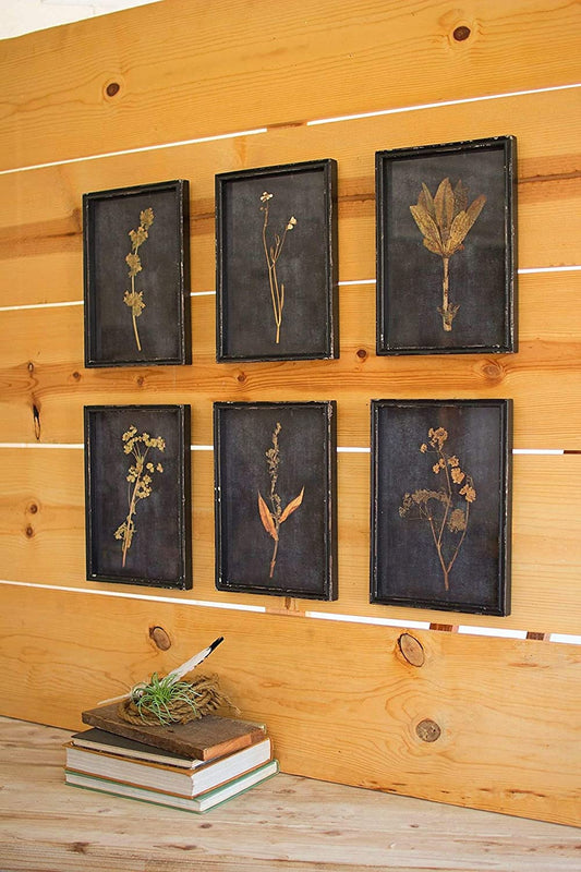Botanical Prints Under Glass Set Of 6 By Kalalou | Wall Art | Modishstore