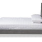 baxton studio valery modern and contemporary dark gray velvet fabric upholstered queen size platform bed with gold finished legs | Modish Furniture Store-3