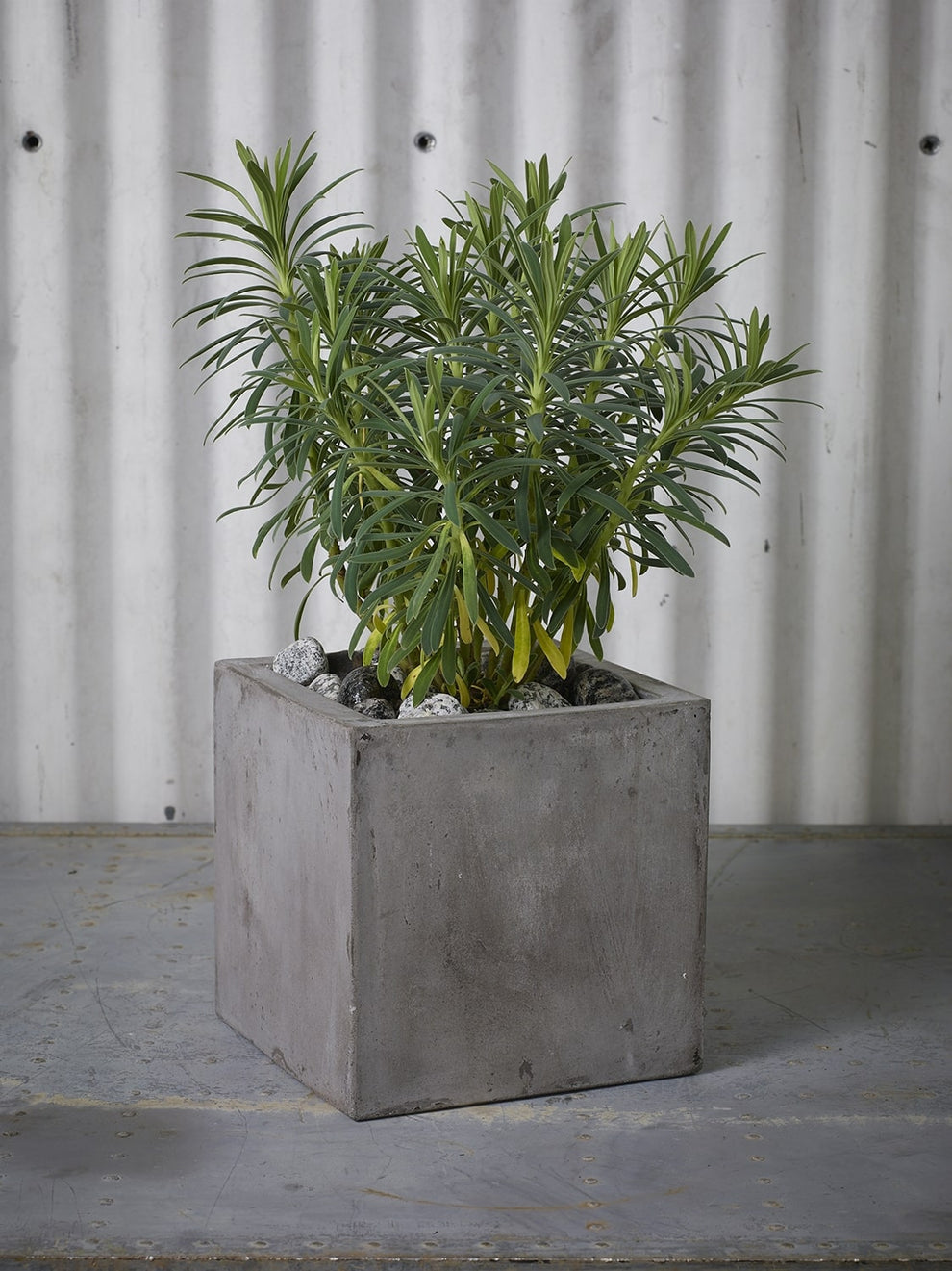 Newport Grey Concrete Cube Planter By Accent Decor- 6 Sizes | Planters, Troughs & Cachepots | Modishstore - 5