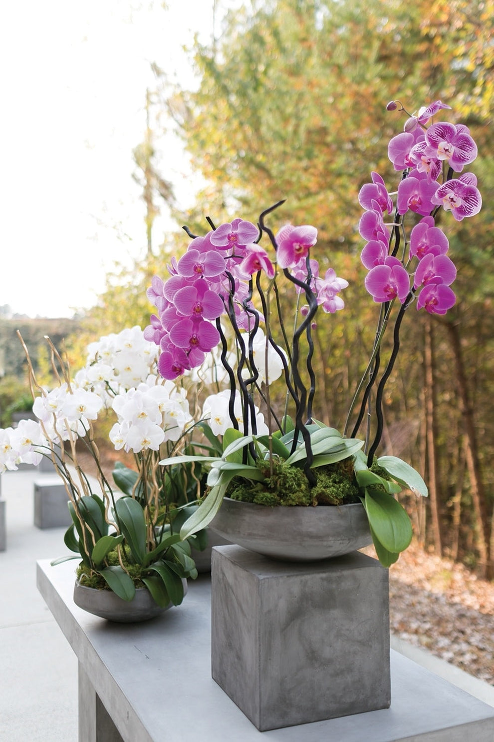 Newport Grey Concrete Cube Planter By Accent Decor- 6 Sizes | Planters, Troughs & Cachepots | Modishstore - 13