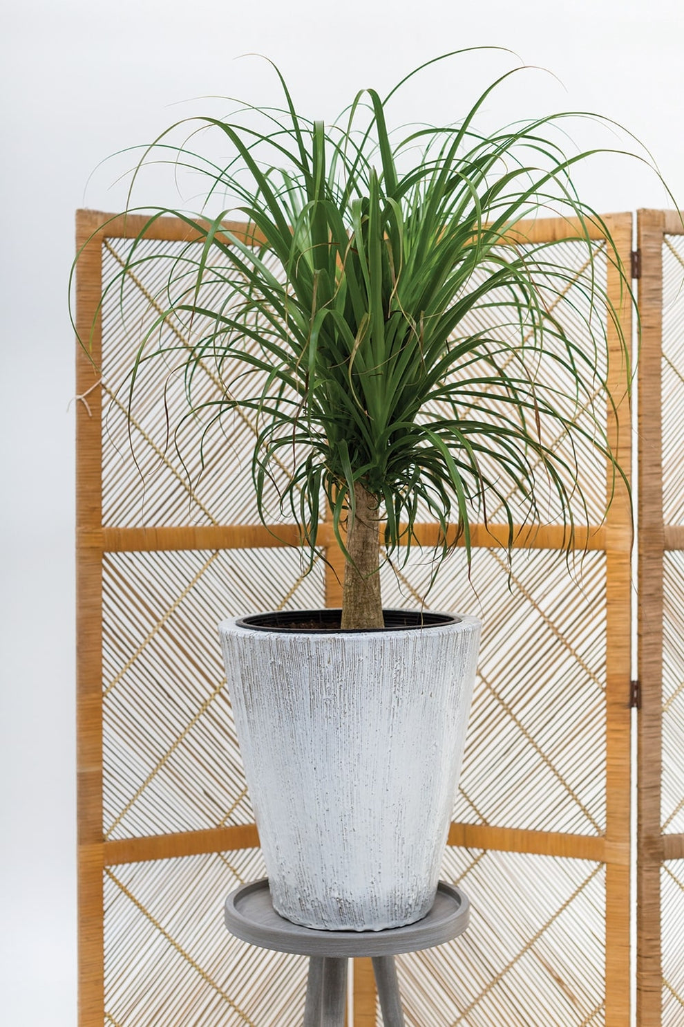 Camy Planter By Accent Decor | Outdoor Planters, Troughs & Cachepots | Modishstore - 2