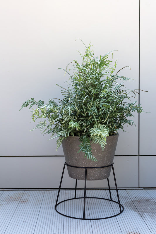 Filli Plant Stand By Accent Decor | Planters, Troughs & Cachepots | Modishstore
