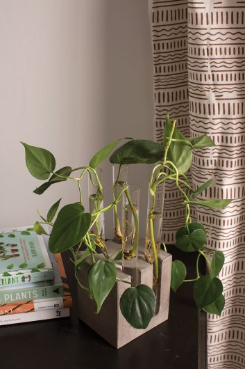 Propagation Plant Slim Vase Stand  By Accent Decor- 2 Sizes | Planters, Troughs & Cachepots | Modishstore - 2