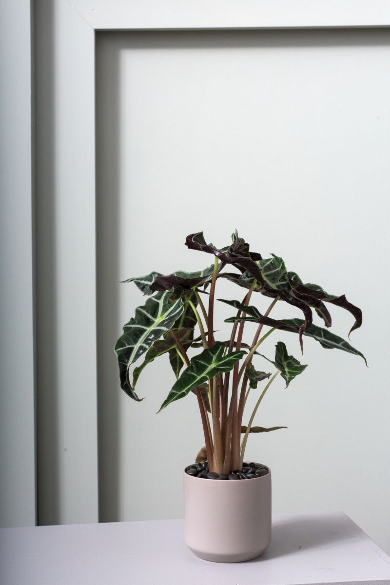 Kendall Collection 4.75"x 4.5" Set Of 4 By Accent Decor | Planters, Troughs & Cachepots | Modishstore - 7