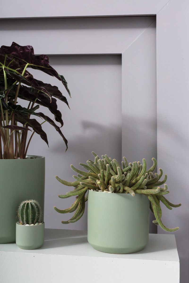 Kendall Collection 7"x 6.75" Set Of 4 By Accent Decor | Planters, Troughs & Cachepots | Modishstore - 5