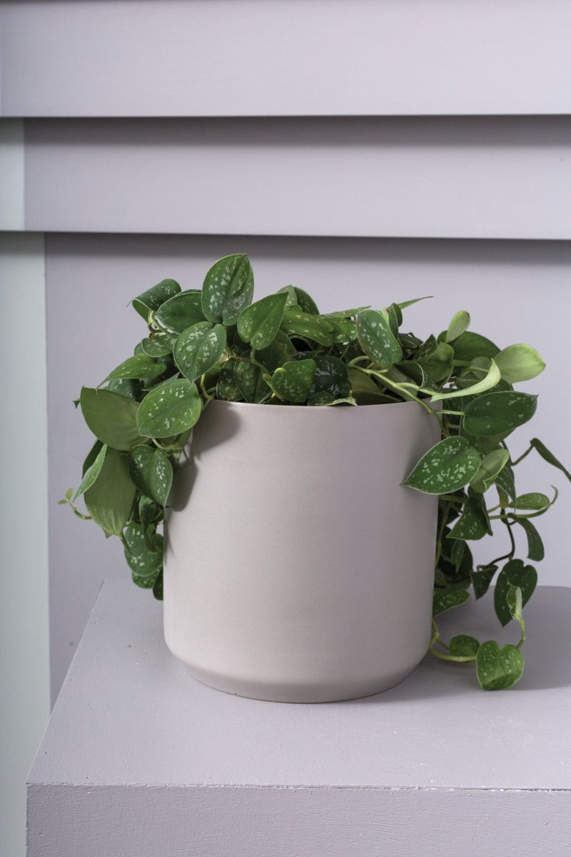 Kendall Collection 7"x 6.75" Set Of 4 By Accent Decor | Planters, Troughs & Cachepots | Modishstore - 4