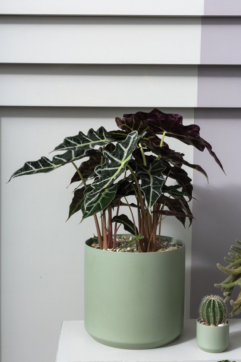 Kendall Collection 8.5"x 9" Set Of 4 Pot By Accent Decor | Planters, Troughs & Cachepots | Modishstore - 4