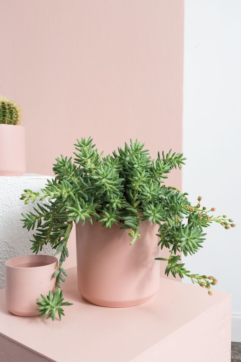 kendall plant pot Kendall Collection 8.5"x 9" Set Of 4 Pot By Accent Decor