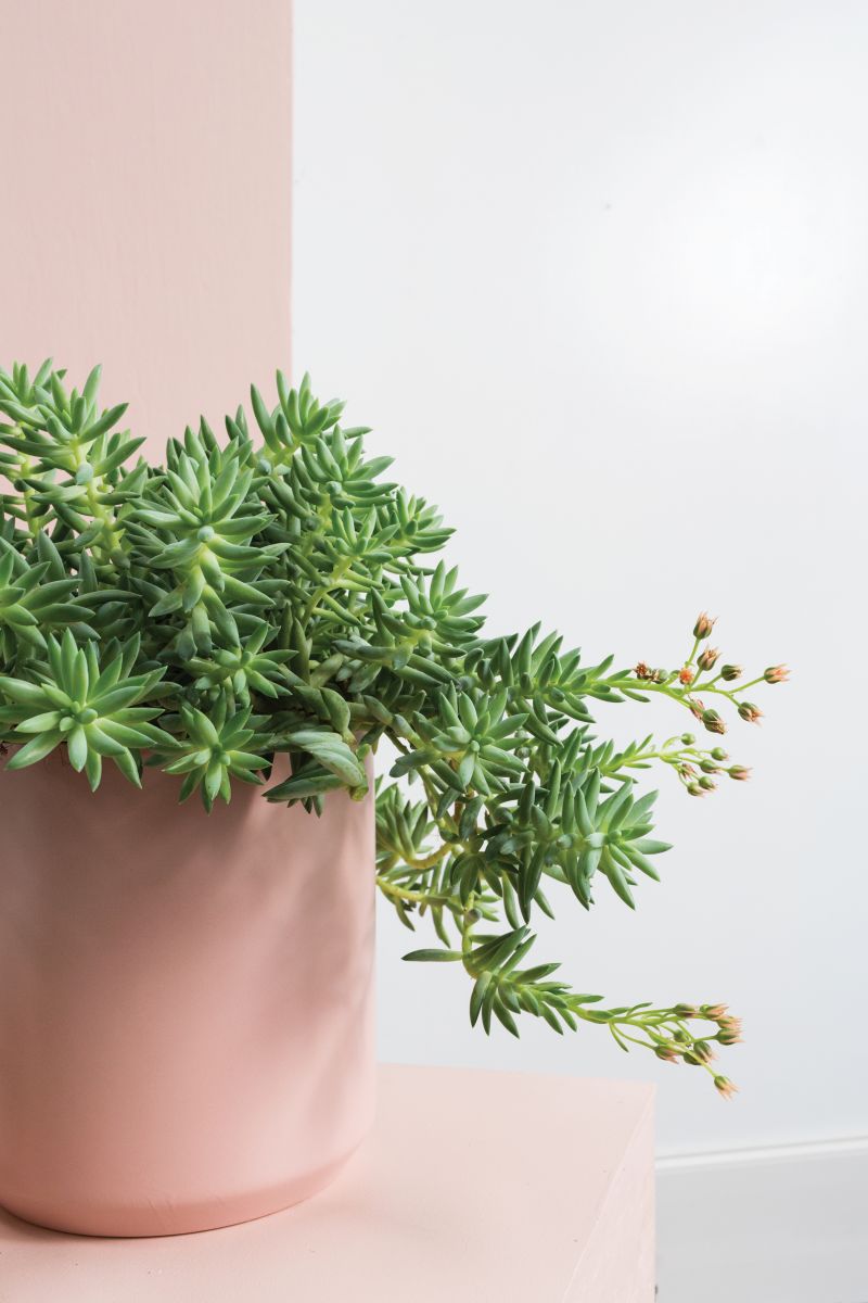 Kendall Collection 8.5"x 9" Set Of 4 Pot By Accent Decor | Planters, Troughs & Cachepots | Modishstore - 3