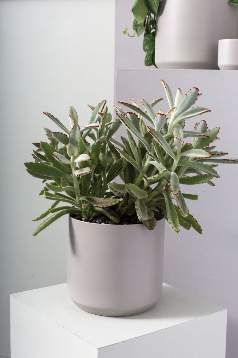 Kendall Collection 8.5"x 9" Set Of 4 Pot By Accent Decor | Planters, Troughs & Cachepots | Modishstore - 5