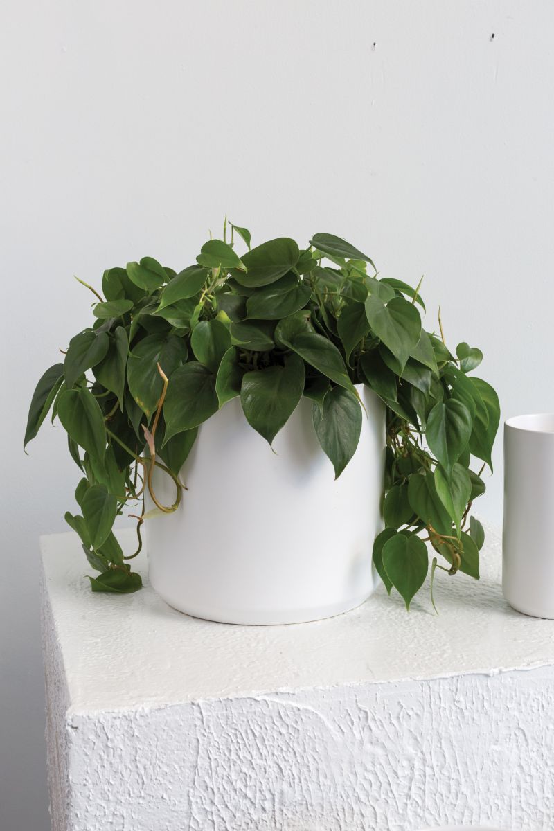 Kendall Collection 10.75"x 10" Pot By Accent Decor | Planters, Troughs & Cachepots | Modishstore - 3
