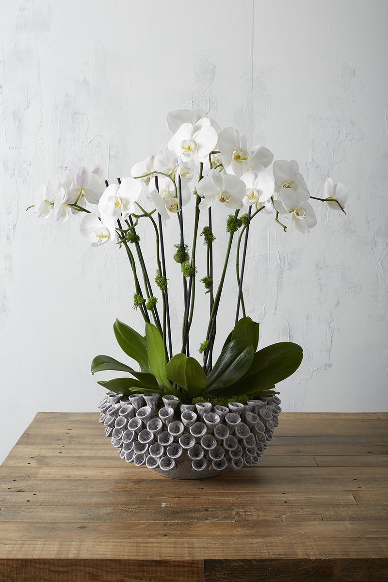 Iris Bowl By Accent Decor | Decorative Bowls | Modishstore
