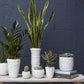 Cacti Pot Set of 8 By Accent Decor | Outdoor Planters, Troughs & Cachepots | Modishstore